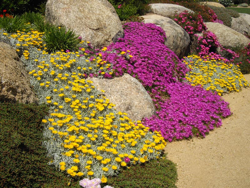 Gazania nivea en fleurs sur les versants rocheux du parc de Saleccia en Corse